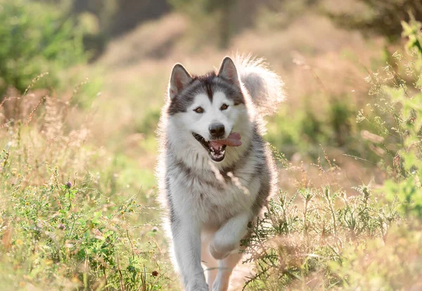 Malamute de Alaska corriendo en campo soleado — Foto de Stock