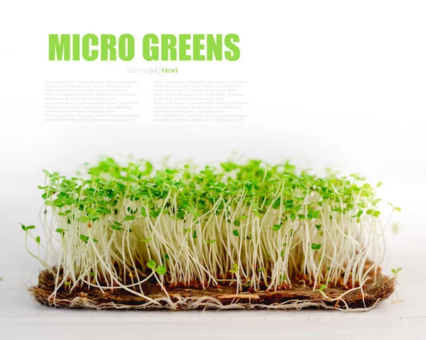 Crescimentos orgânicos microverdes — Fotografia de Stock