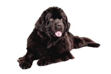 Newfoundland köpeği beyaz arka planda yatıyor
