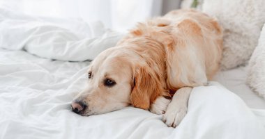Yatakta Golden retriever köpeği