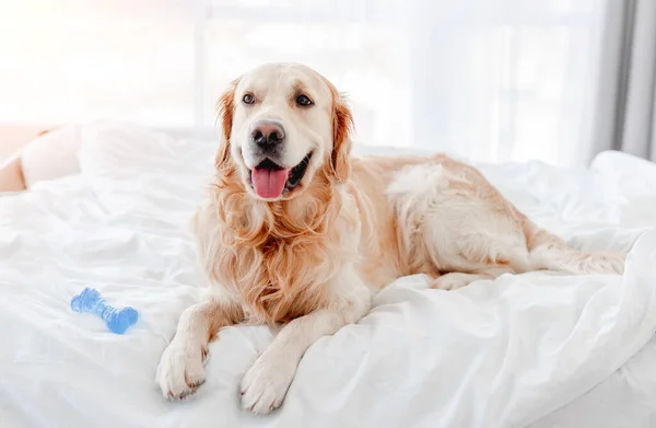 ベッドの中のゴールデンレトリバー犬 — ストック写真