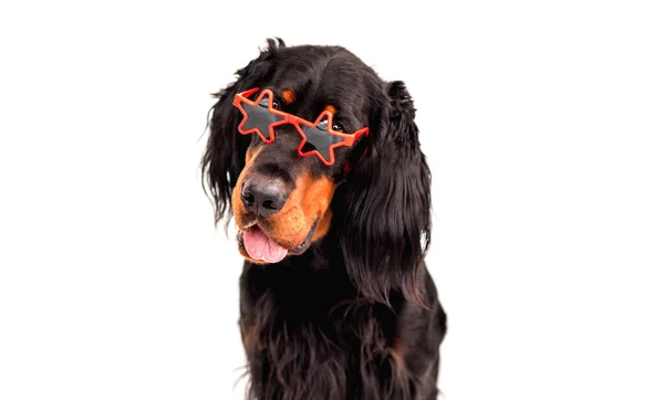 Skotsk setter hund bär solglasögon — Stockfoto