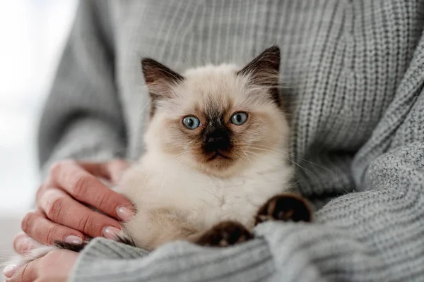 Ragdoll kitten in the hands of owner — Stock Photo, Image