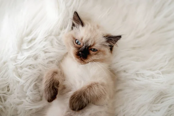 Gatinho Ragdoll deitado na cama — Fotografia de Stock