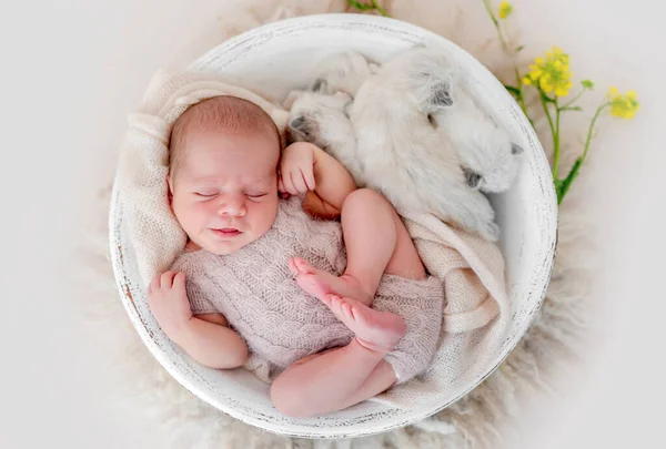 Pasgeboren met kittens — Stockfoto