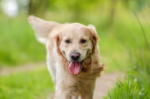 Golden retriever dog outdoors in summer — Stock Photo, Image