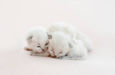 Beyaz arka planda izole edilmiş oyuncak kedi yavruları.