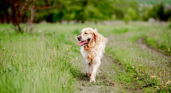 Złoty pies retriever na świeżym powietrzu w lecie — Zdjęcie stockowe