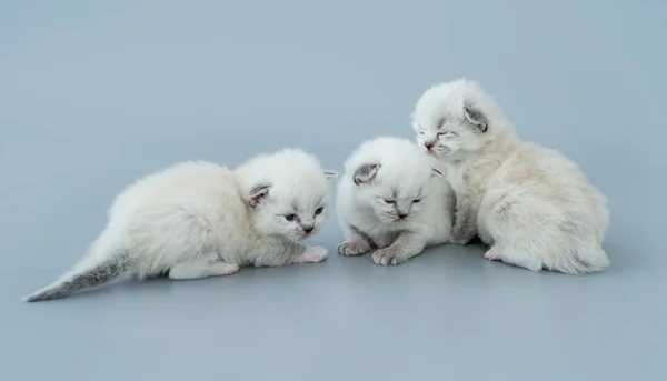 Ragdoll kittens isolated on light blue background — Stock Photo, Image