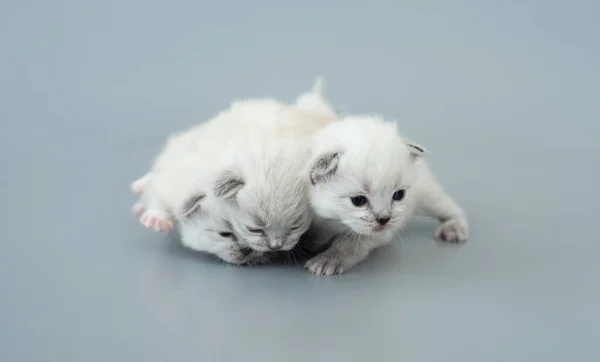 Ragdoll kittens isolated on light blue background — Stock Photo, Image