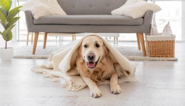 Golden retriever köpeği ev içinde.