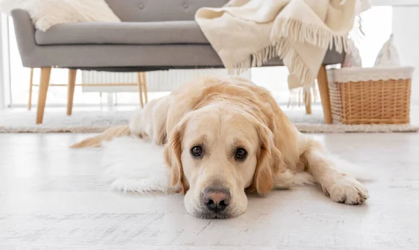 Golden retriever kutya otthon belső — Stock Fotó