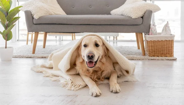Golden retriever perro en el interior del hogar —  Fotos de Stock