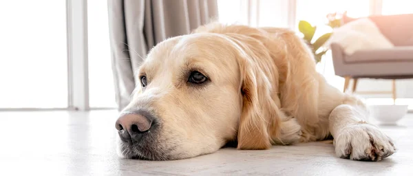 家の中でゴールデンレトリバー犬 — ストック写真