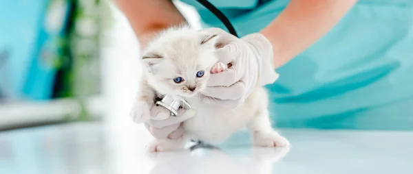 Veteriner kliniğinde oyuncak kedi yavrusu. — Stok fotoğraf