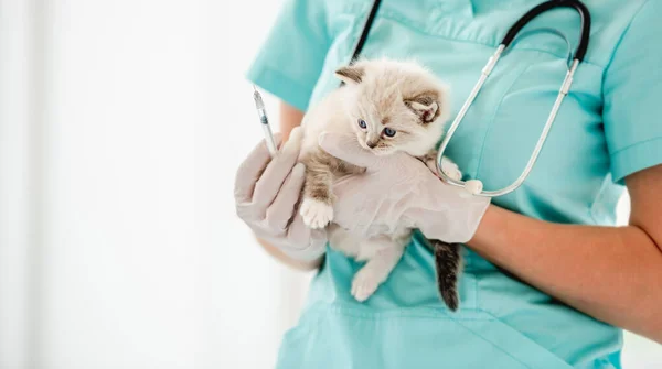 Ragdoll cica az állatorvosi klinikán — Stock Fotó