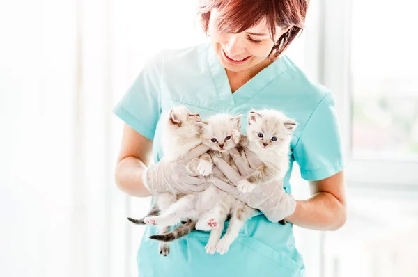 Kocięta Ragdoll w klinice weterynaryjnej — Zdjęcie stockowe