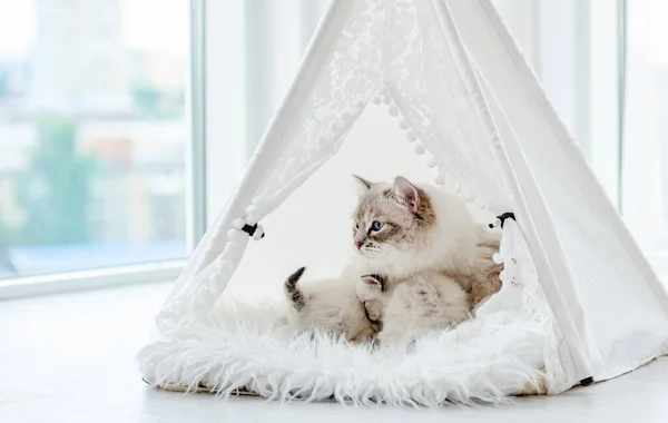 Ragdoll katt kattunge i studio — Stockfoto