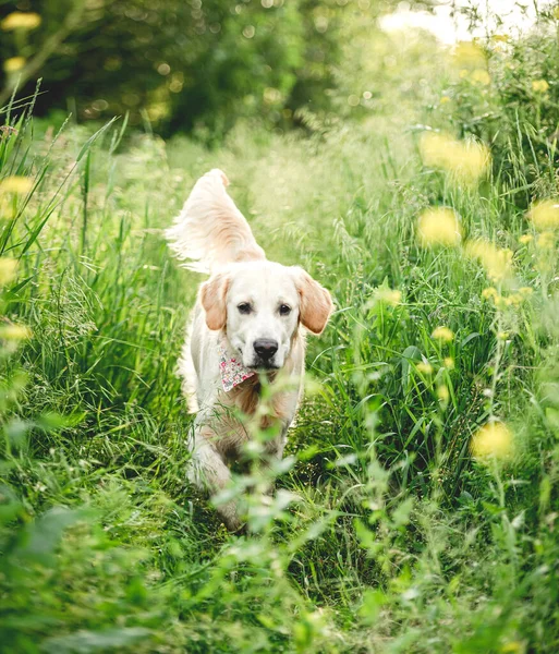 Ładny pies biegający po kwitnącej łące. — Zdjęcie stockowe