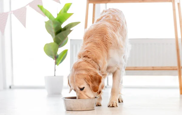 Golden retriever cão comendo — Fotografia de Stock