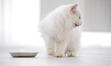 Aydınlık odada oyuncak kedi