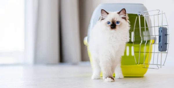 Ragdoll Katze im Inneren tragen — Stockfoto