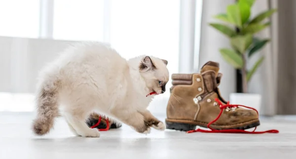 Ragdoll gatito en luz habitación — Foto de Stock