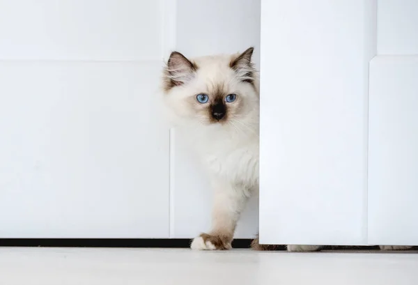 Ragdoll kočka ve světlé místnosti — Stock fotografie