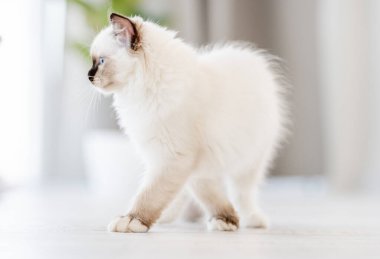 Aydınlık odada oyuncak kedi