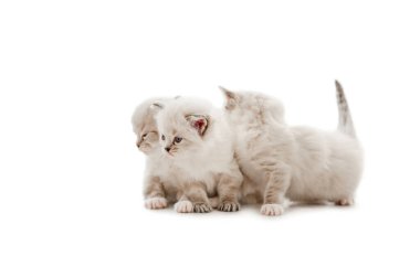 Beyaz arka planda izole kedi yavruları.