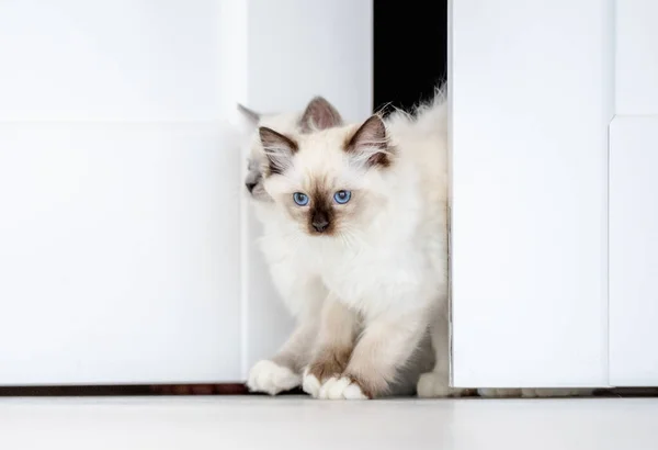 Ragdoll macska a fényszobában — Stock Fotó