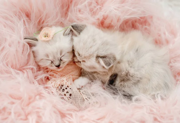 Ragdoll kittens foto 's pasgeboren stijl — Stockfoto