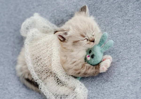 Ragdoll kattunge bilder nyfödd stil — Stockfoto