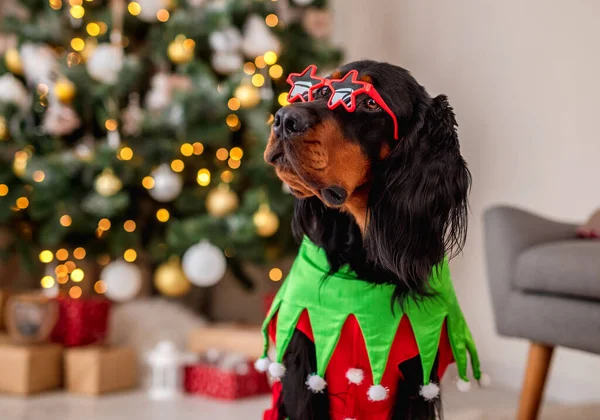 Dog near christmas tree at home — Stock Photo, Image