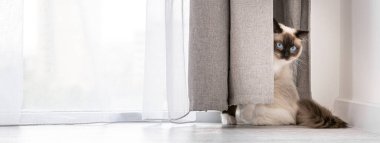 Ragdoll kedi portresi