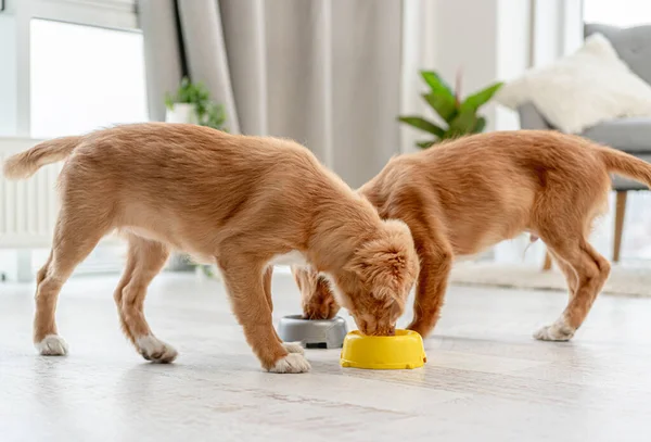 Casal de cachorros toller em casa — Fotografia de Stock