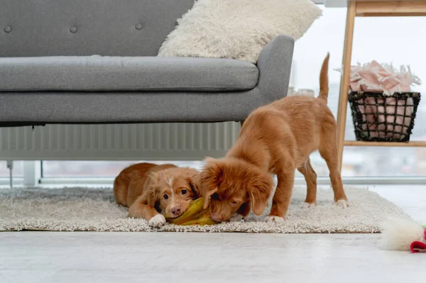 Casal de cachorros toller em casa — Fotografia de Stock