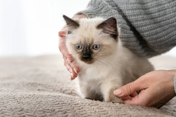 Ragdoll gatito en las manos de propietario — Foto de Stock