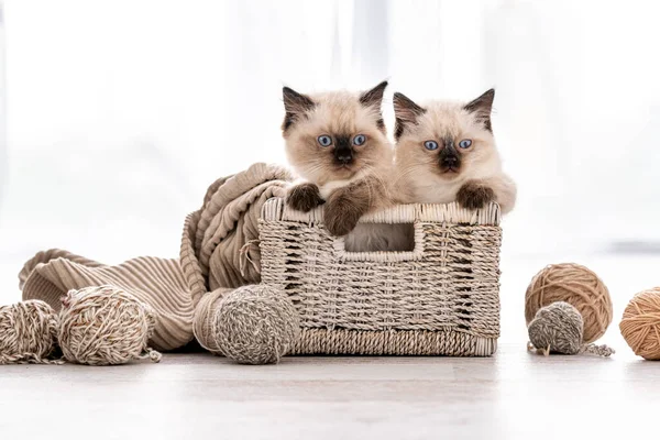 Poupée chaton dans le panier avec fil — Photo