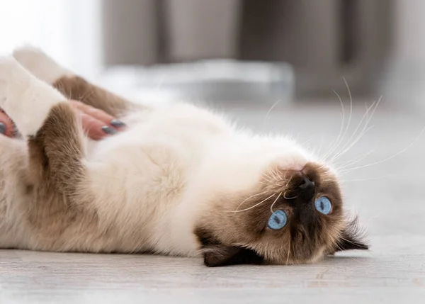 Ragdoll cat portrait — Stock fotografie