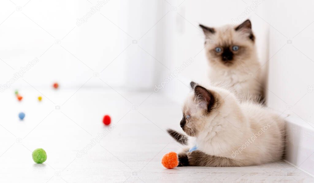 Kittens Ragdoll playing with toys