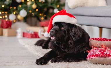 Evde Noel Baba şapkalı Newfoundland köpeği