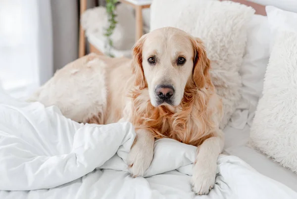 Golden retriever hund i sängen — Stockfoto