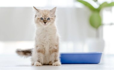 Aydınlık odada oyuncak kedi