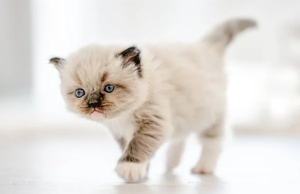 Ragdoll kedi yavrusu beyaz arka planda izole edilmiş — Stok fotoğraf