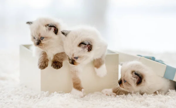 Poupée poupée chatons dans un coffret cadeau — Photo