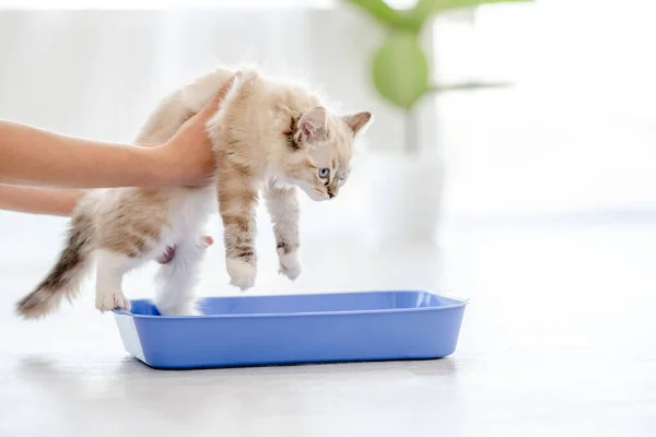 Ragdoll gato en luz habitación — Foto de Stock