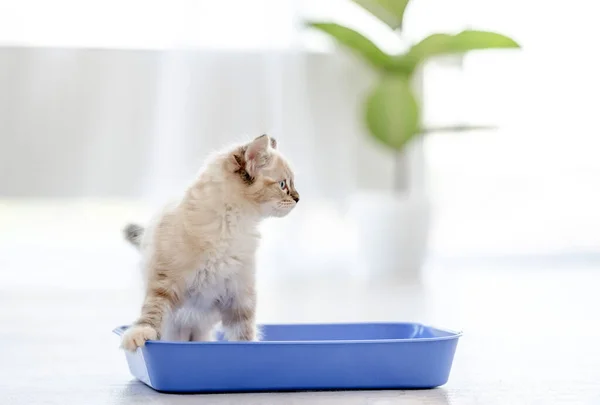 Ragdoll gato en luz habitación — Foto de Stock