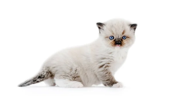 Kucing Ragdoll terisolasi pada latar belakang putih — Stok Foto
