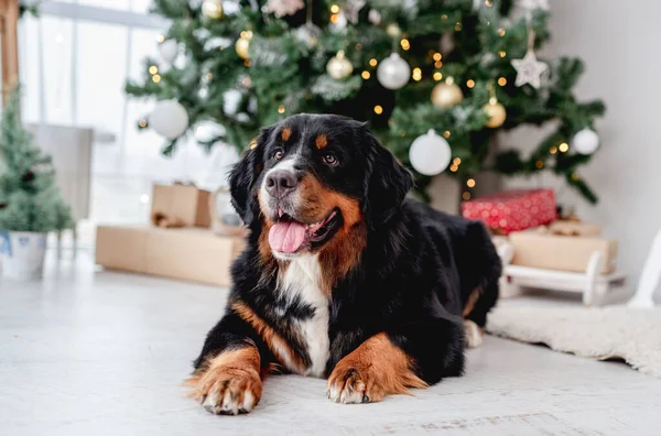 Cão perto da árvore de Natal em casa — Fotografia de Stock